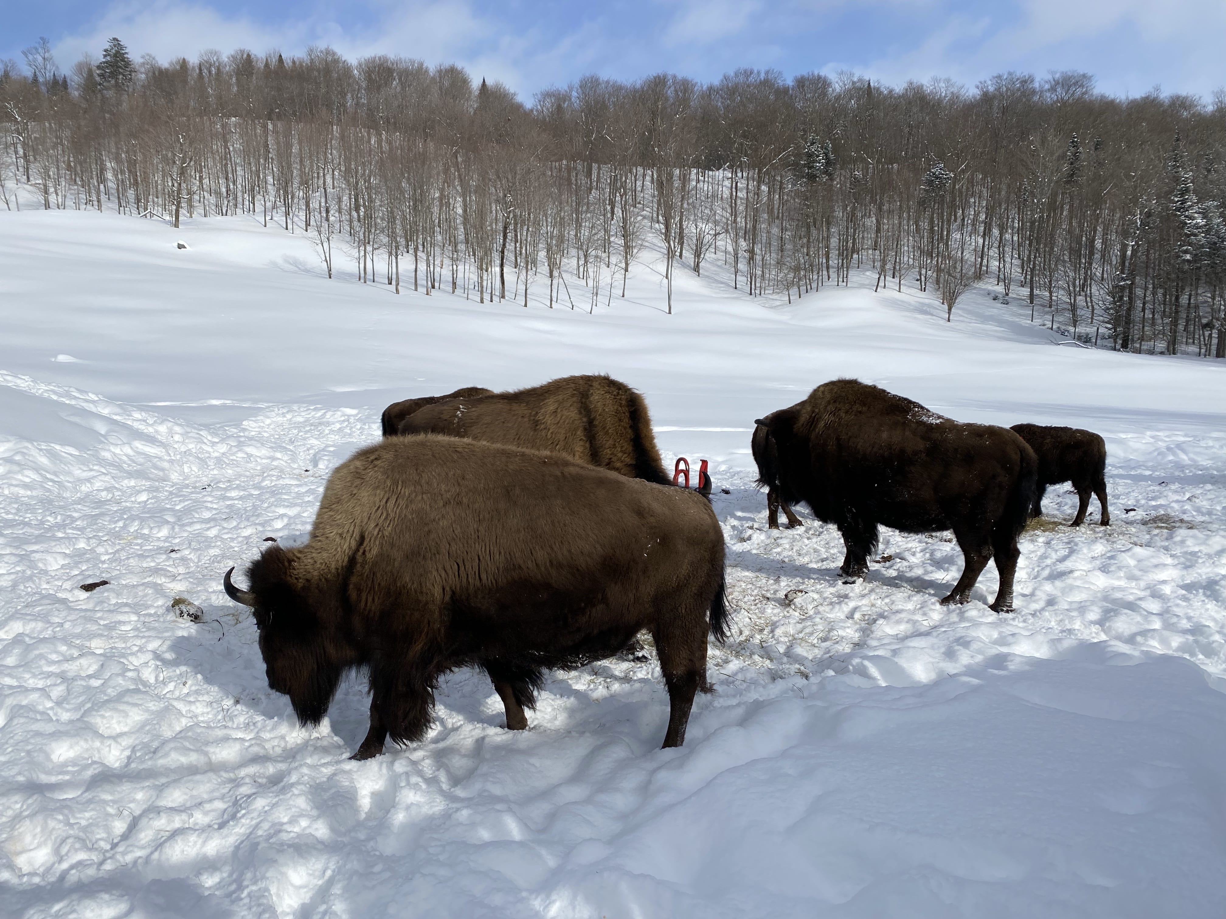 Weekend_dans_les_Laurentides_quoi_faire