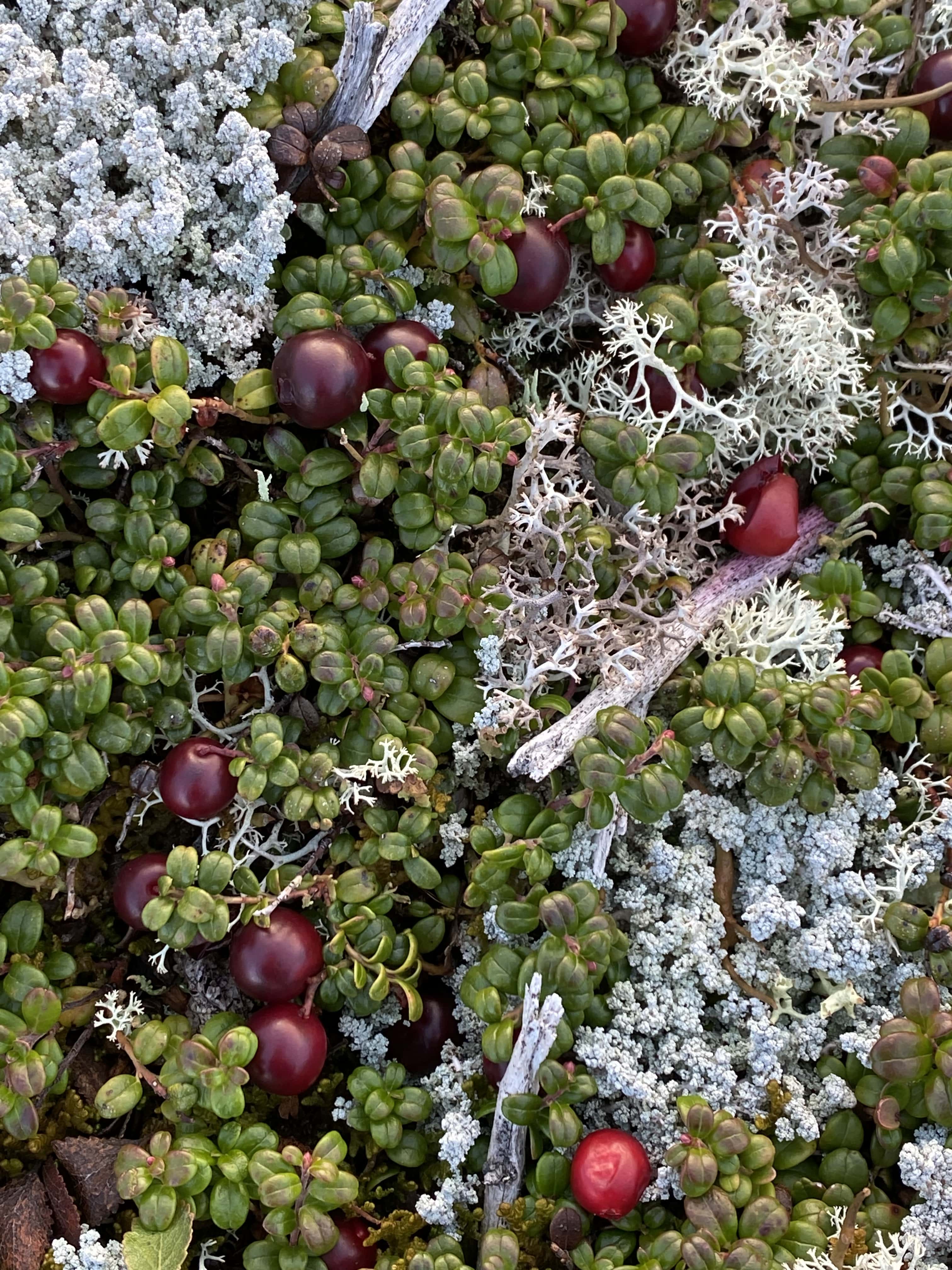 Cote_Nord_Labrador_Road_trip_Expedition51