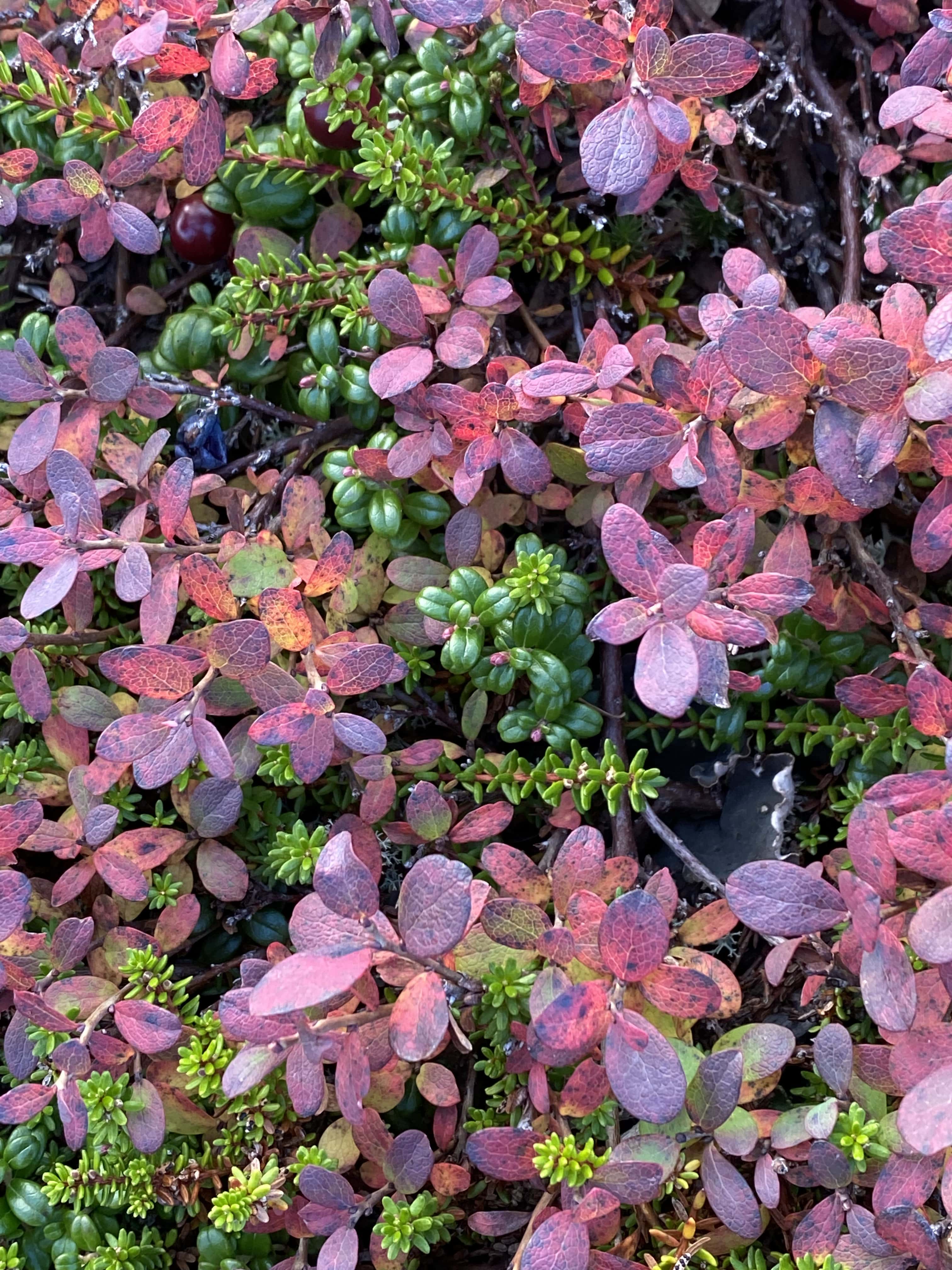 Cote_Nord_Labrador_Road_trip_Expedition51