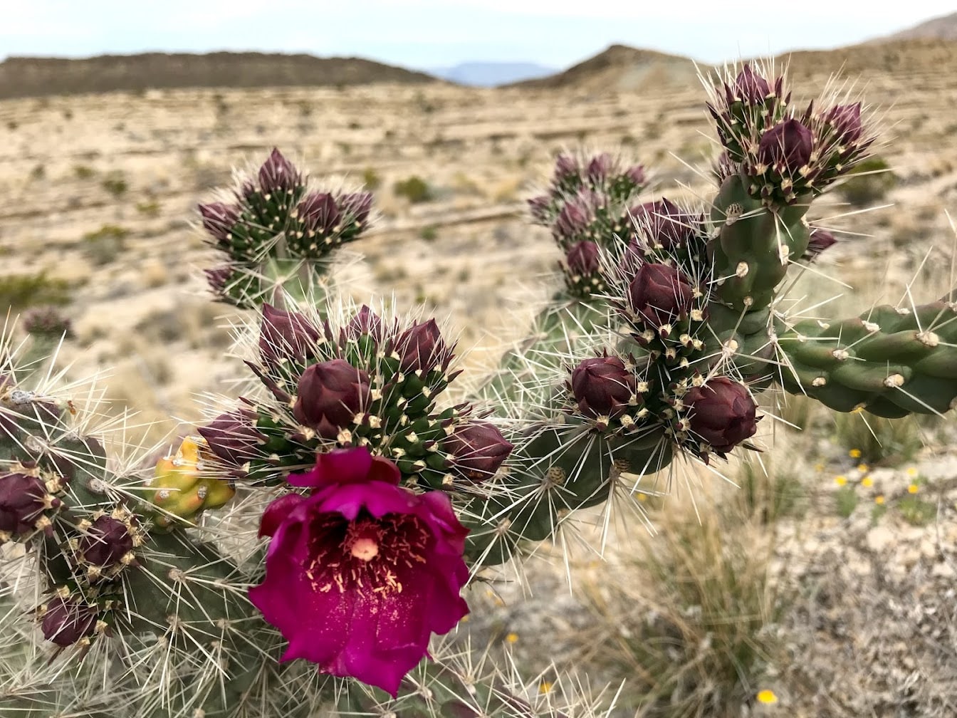 USA_5 parcs_nationaux_coups_de_cœur_road_trip