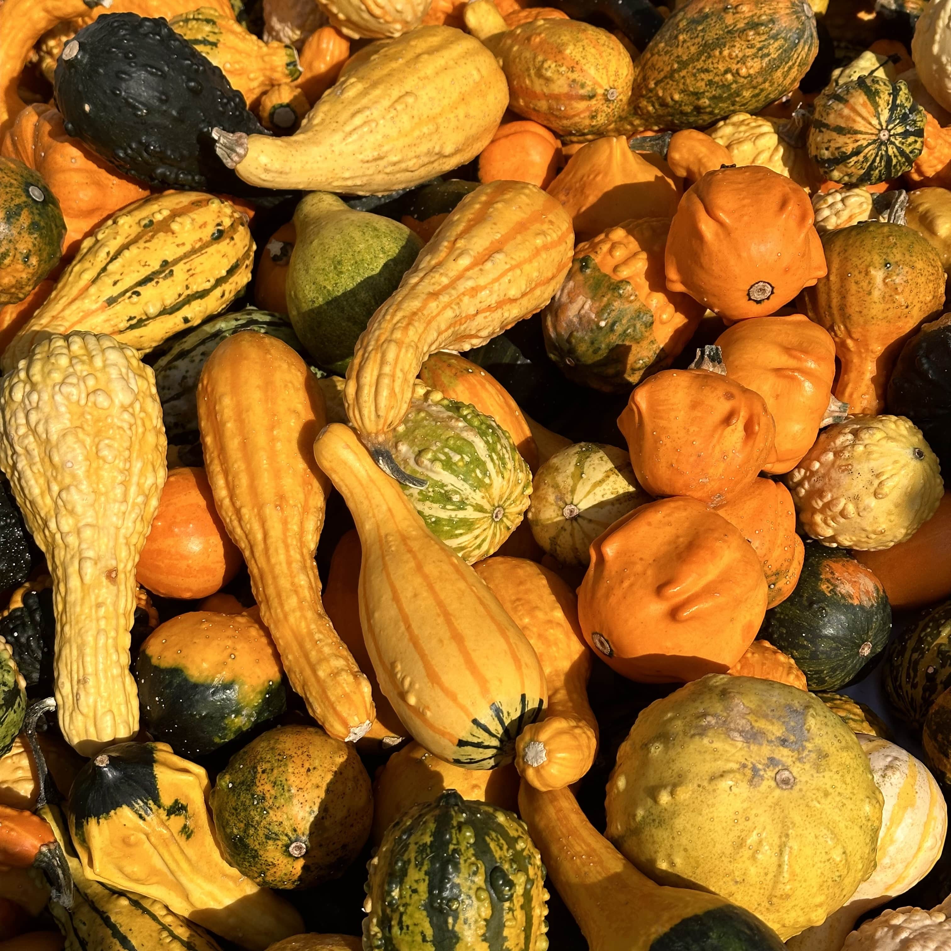 Escapade_automne_Montréal_quoi_faire_quoi_voir