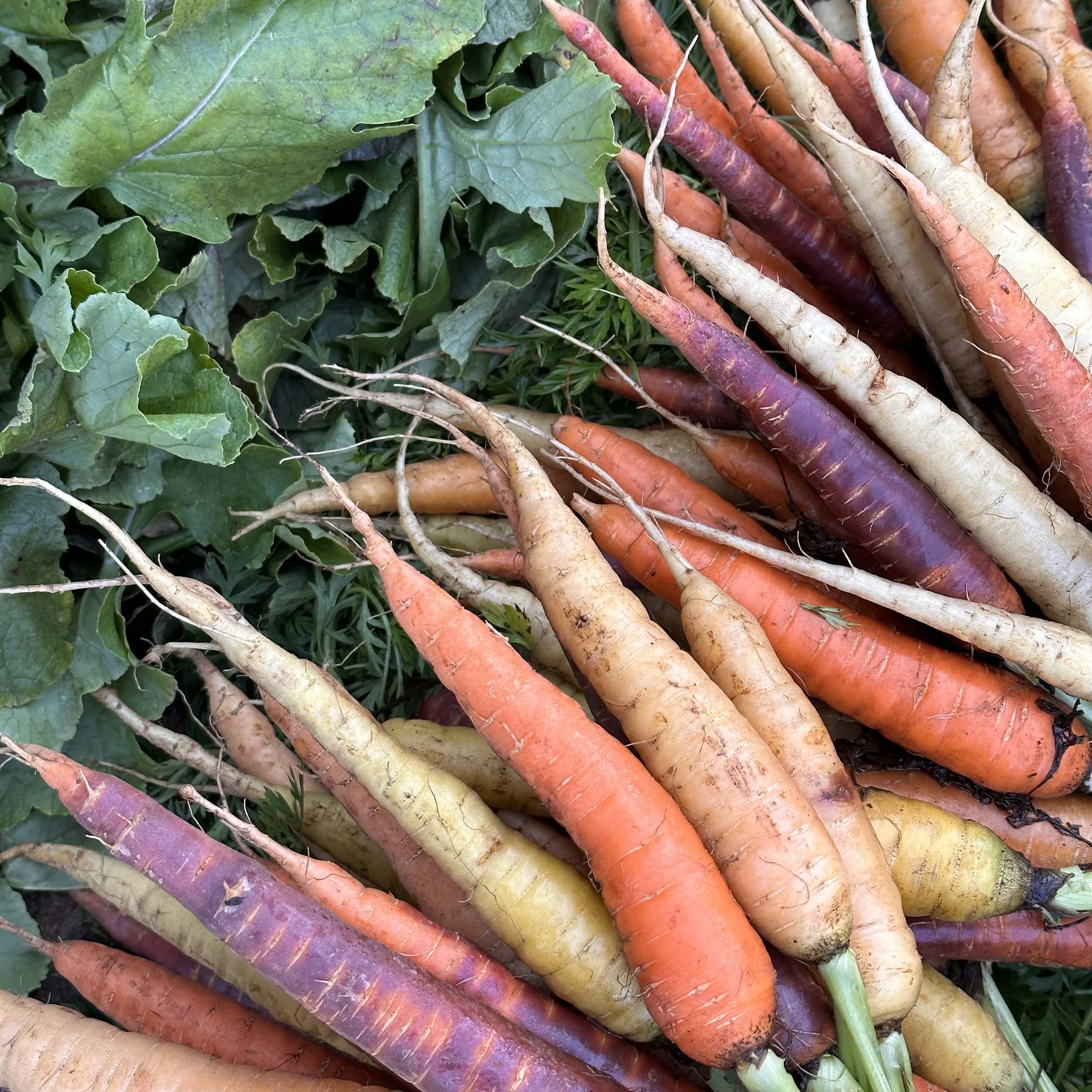 Escapade_automne_Montréal_quoi_faire_quoi_voir