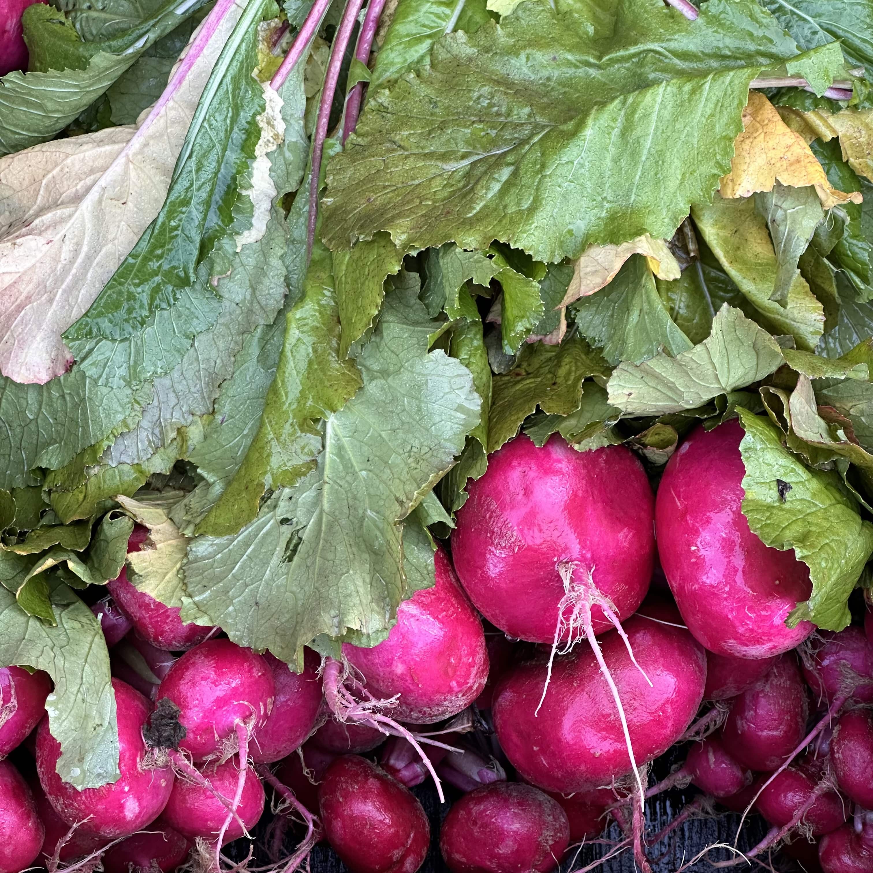 Escapade_automne_Montréal_quoi_faire_quoi_voir