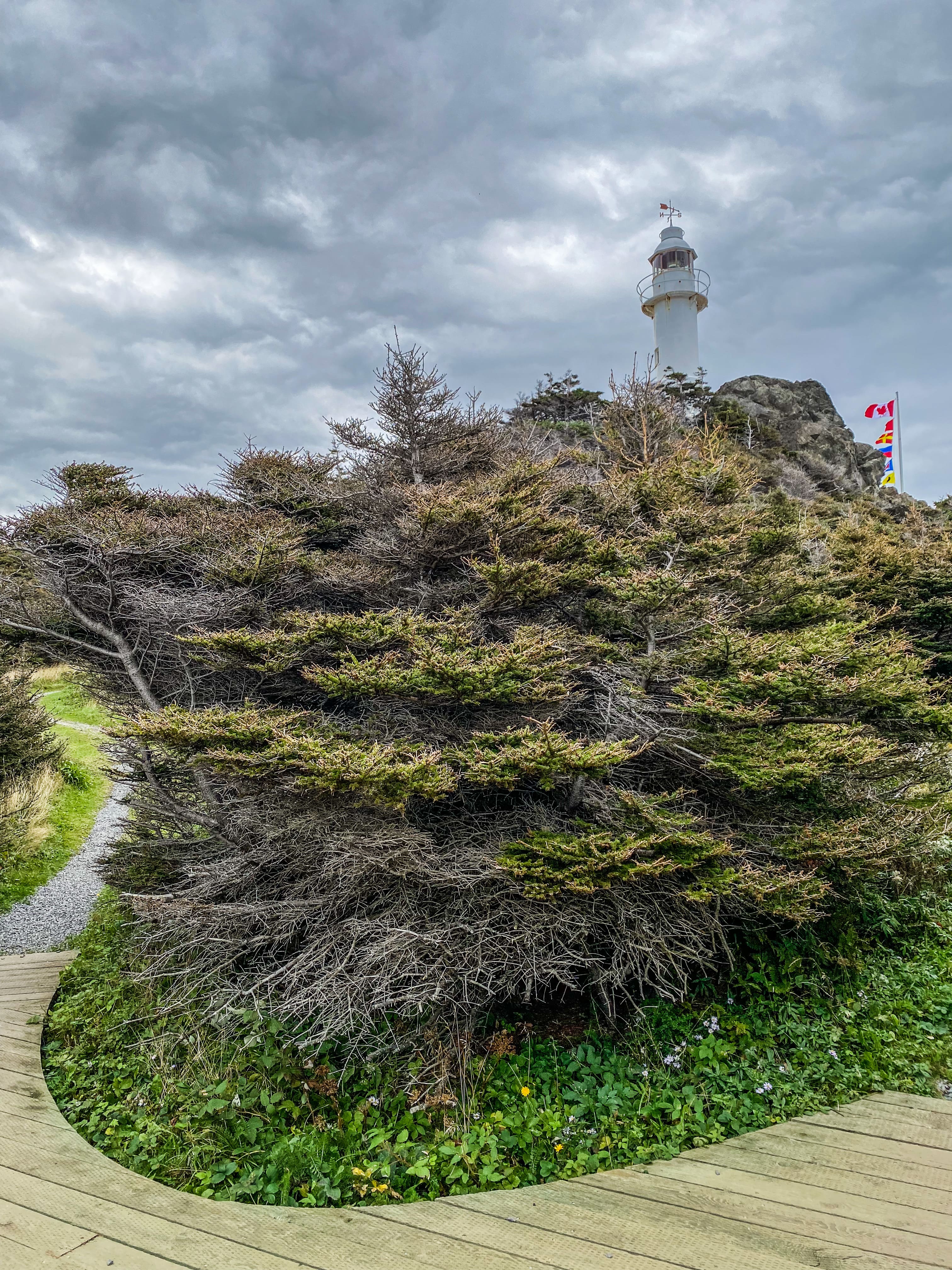 Road_trip_a_Terre_Neuve