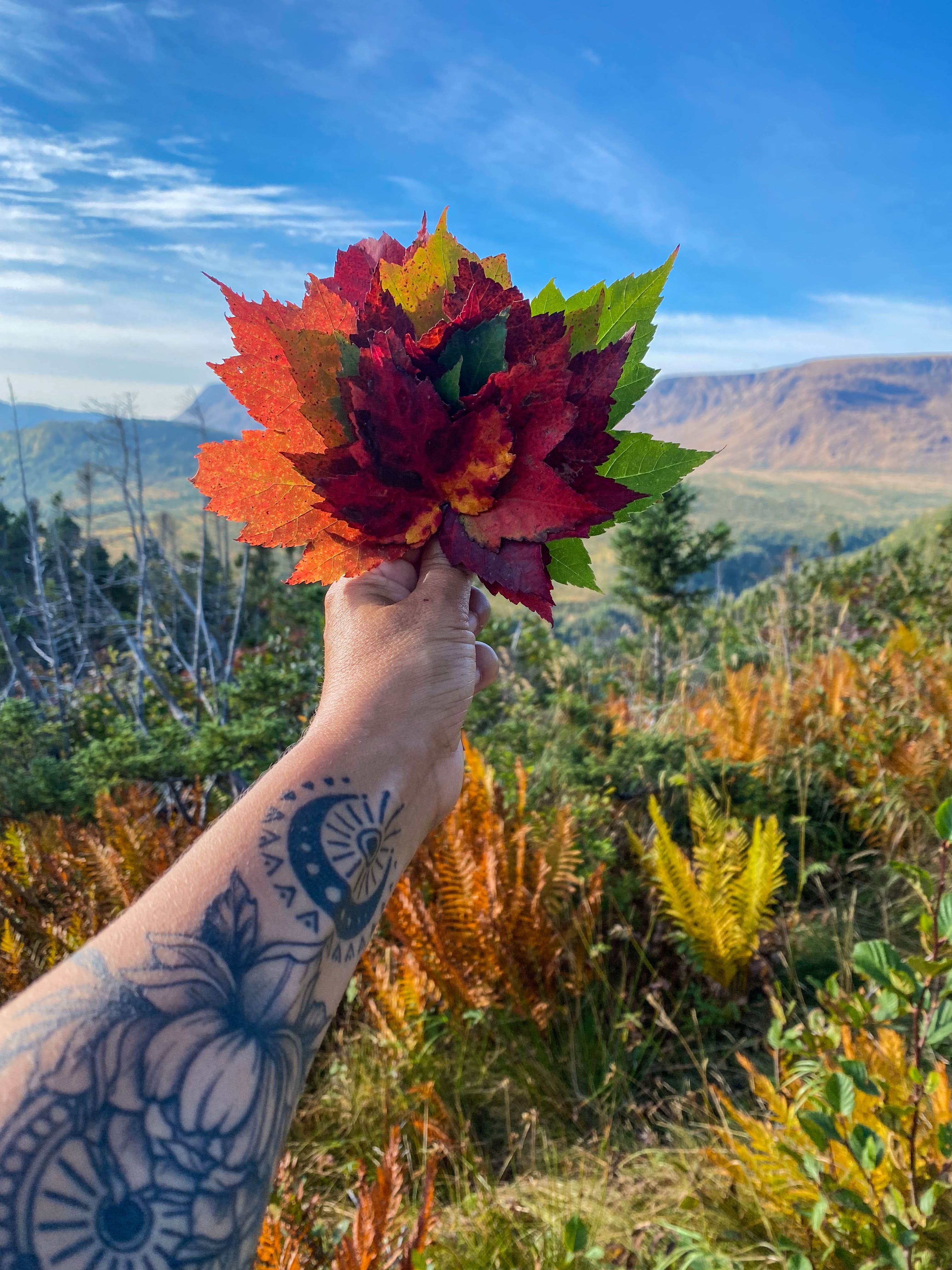 Road_trip_a_Terre_Neuve