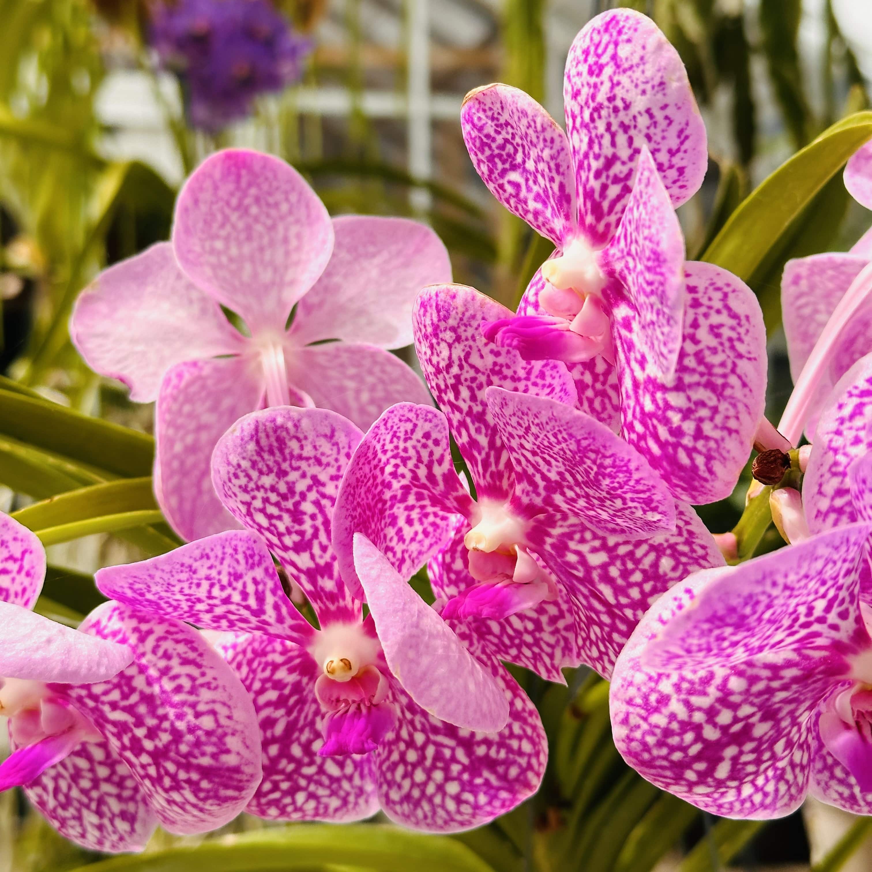 Quoi_faire_à-Montreal