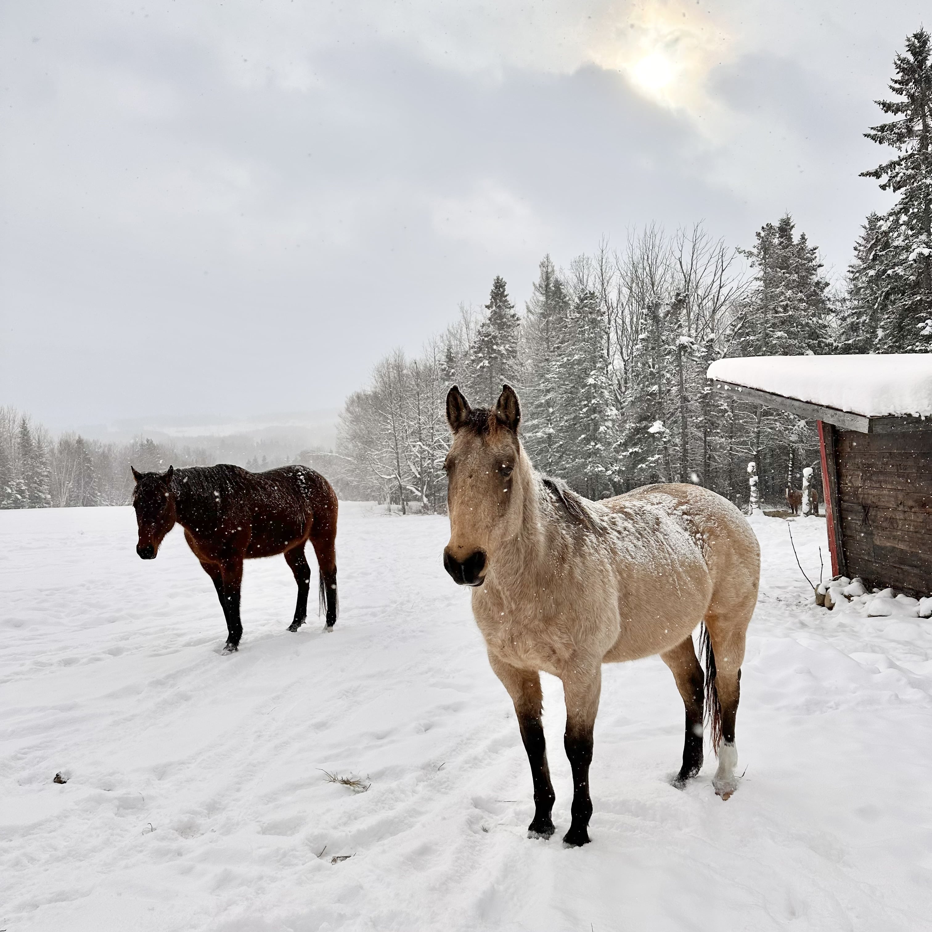 Saint_Ferréol_les_Neiges_destination_pour_un_week-end_parfait_sur_la_Côte_de_Beaupré