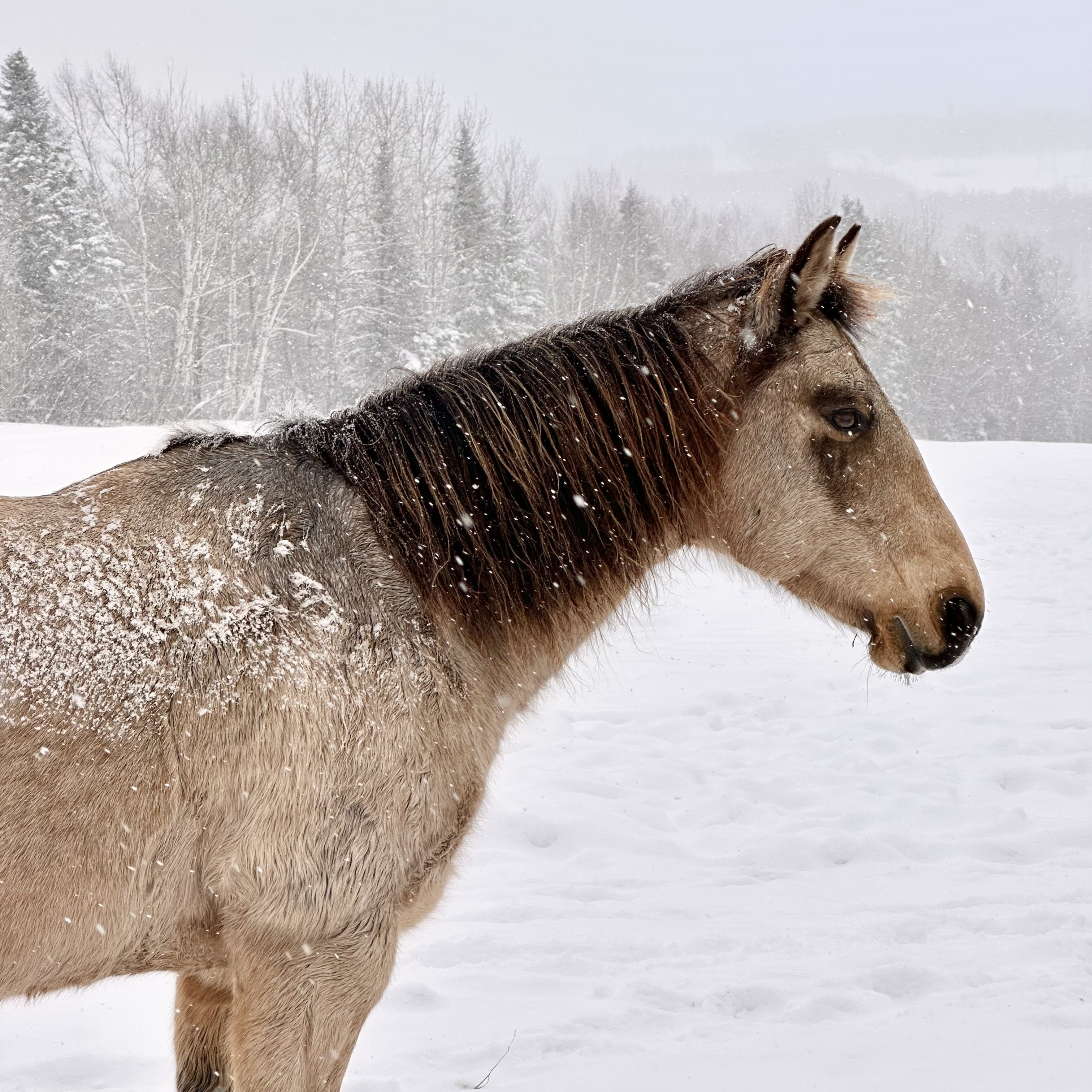 Saint_Ferréol_les_Neiges_destination_pour_un_week-end_parfait_sur_la_Côte_de_Beaupré