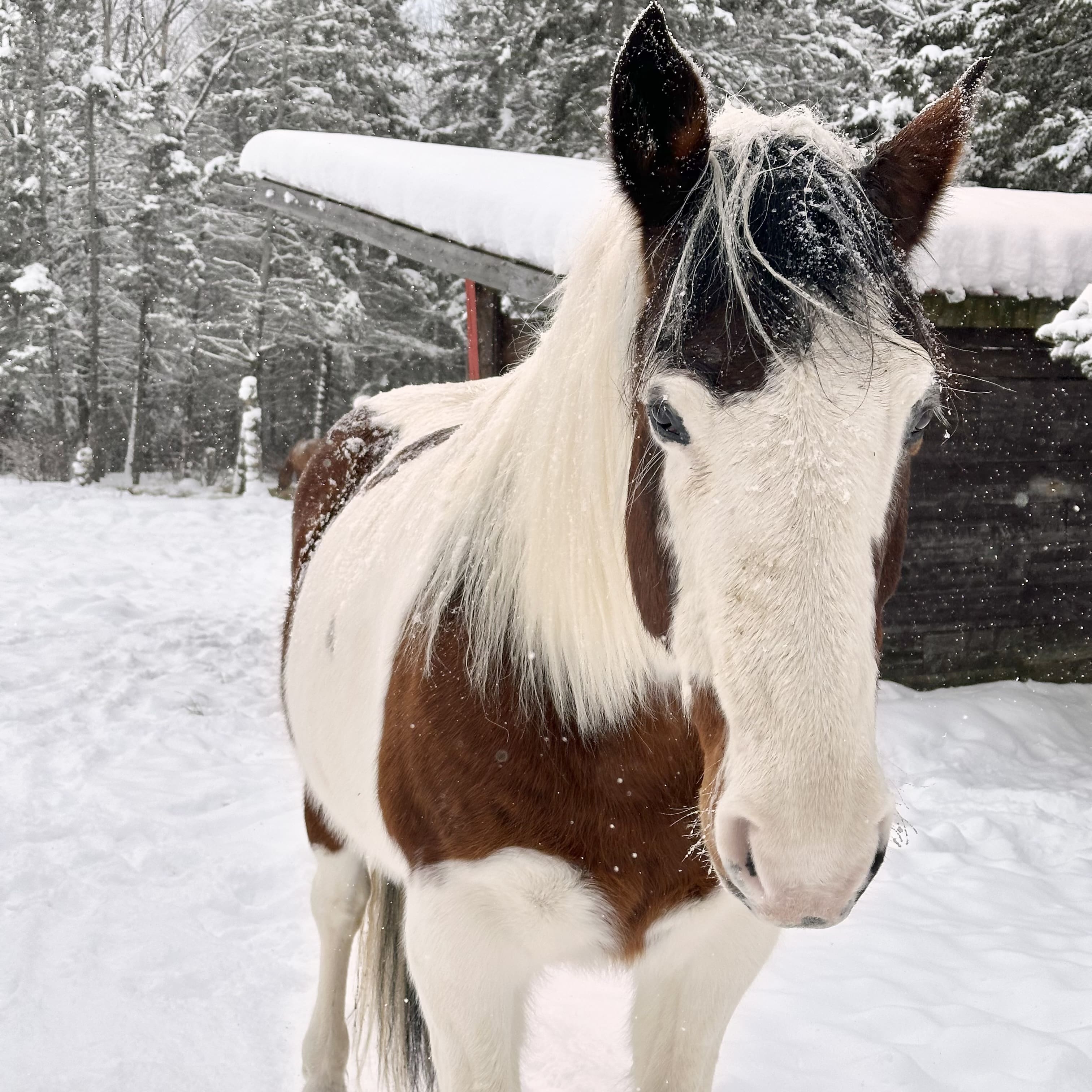 Saint_Ferréol_les_Neiges_destination_pour_un_week-end_parfait_sur_la_Côte_de_Beaupré